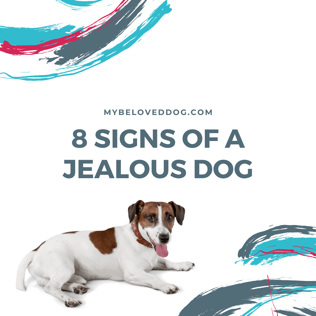 8 Signs of a Jealous Dog And Tips on Rectifying Jealous Dog Behavior