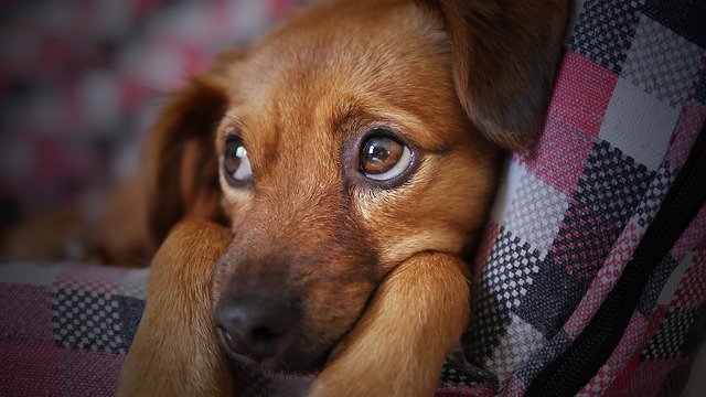 what causes dog trauma