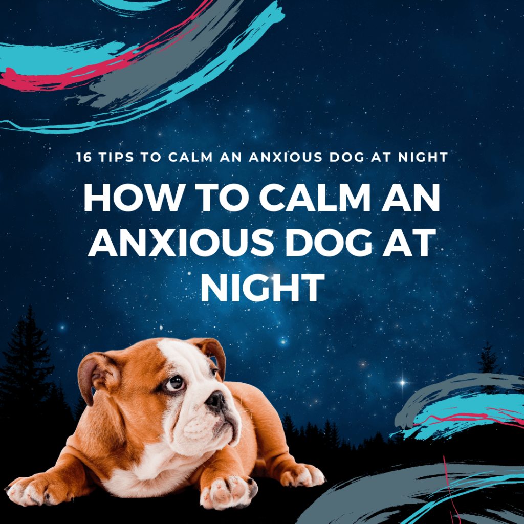 How to calm an anxious dog at night | 16 tips to relax your dog