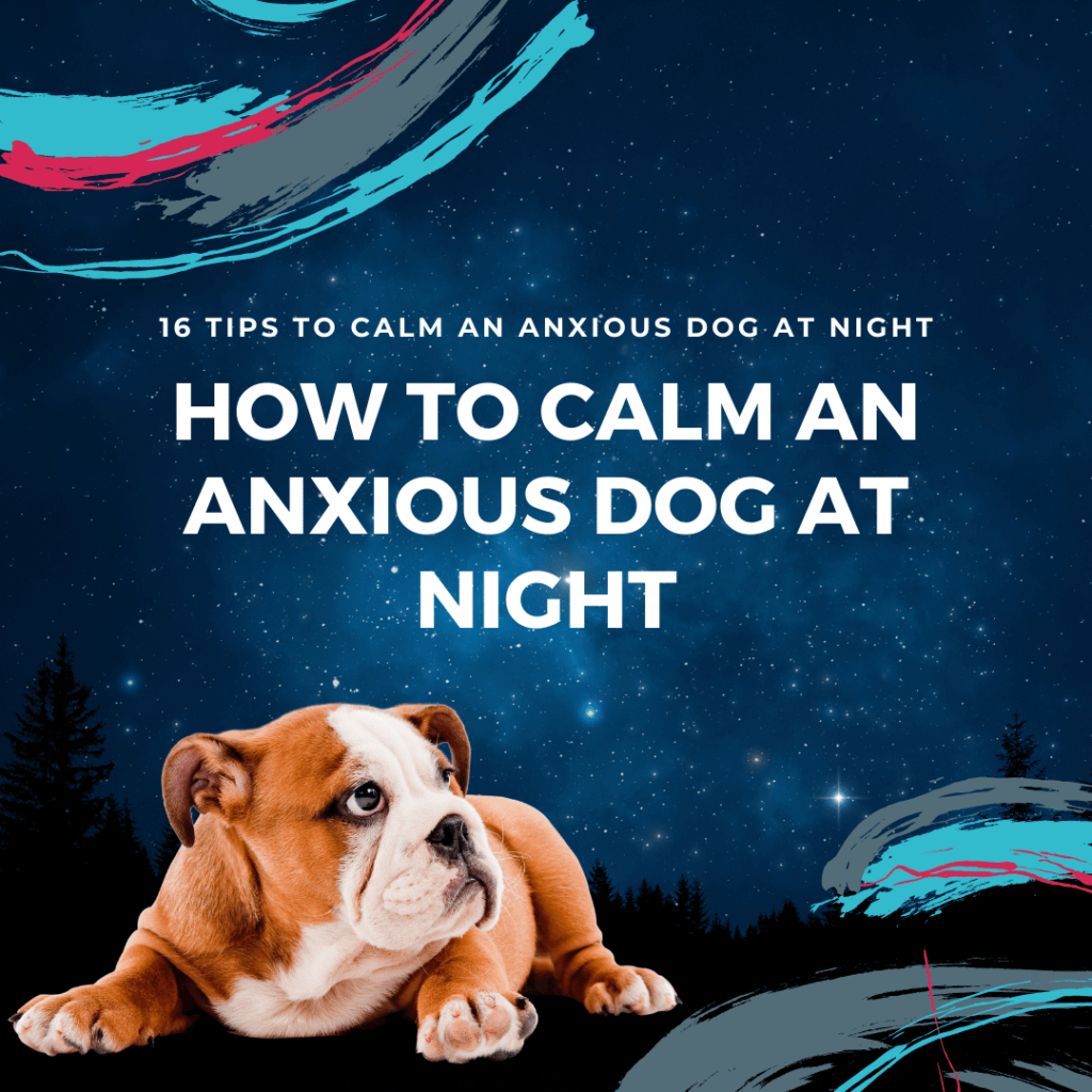 16 tips to make your dog feel calm and relaxed