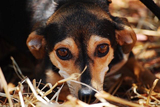 Anxious dogs have problems to calm down. 