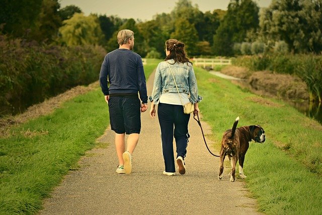 Long walks can also help dogs to overcome trauma