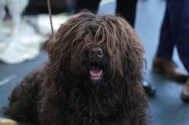 Dog with long hair before the haircut