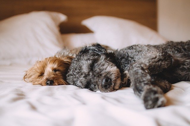 Dogs sleeping peacefully on the bed