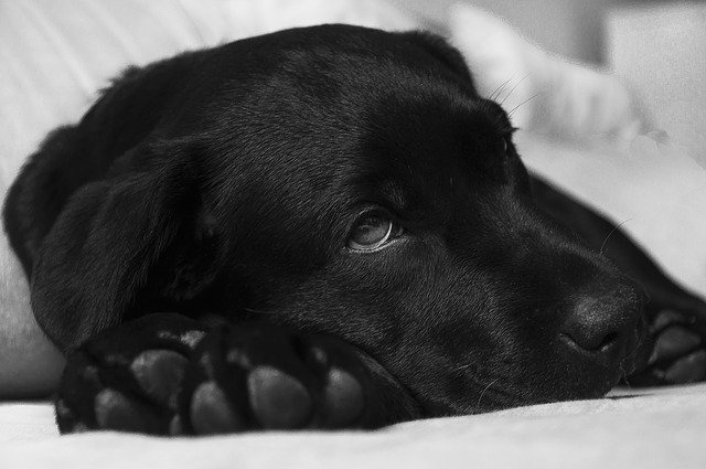Are you questioning yourself how to make a sick dog feel better? Here is how.