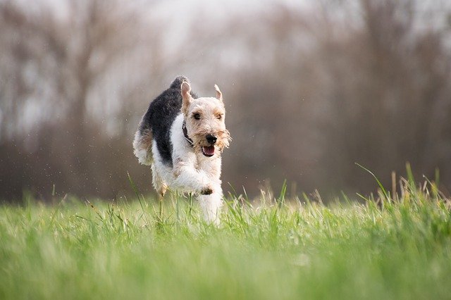 how to make your dog feel better when sick